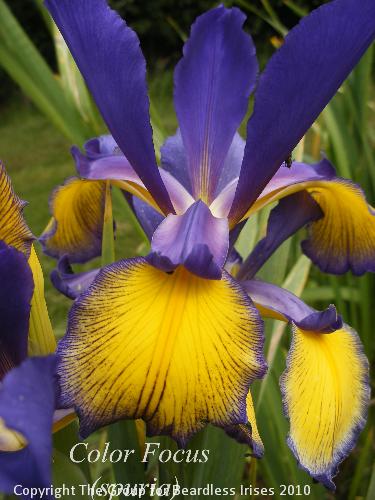 Color Focus (2)